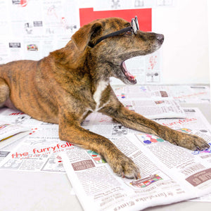 Newspaper Nosework Toy